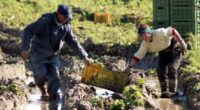 Un caso isolato? Maturato in anni di innumerevoli casi isolati, in un sistema di lavoro fra padroni ben protetti e braccianti emigrati, lavoranti in nero. Di Prefetture e autorità di pubblica sicurezza che sanno e lasciano correre. Della vergogna che grida vendetta, di un responsabile di tanta crudeltà, ancora libero di gestire alla stessa maniera i propri schiavi.