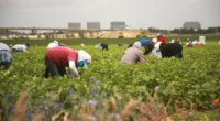 Basta andare nelle campagne fra le braccianti straniere del centro Italia per vedere come il patriarcato serva ai padroni agricoli per schiavizzarle e sfruttarle senza limiti.